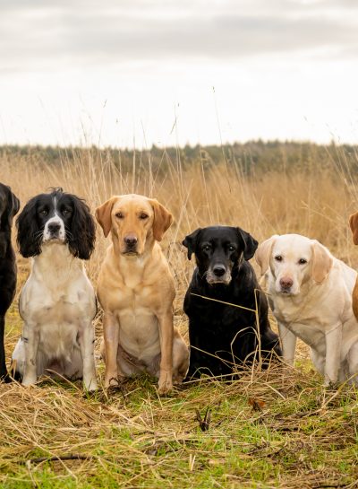 What do I do with my dog on my wedding day?